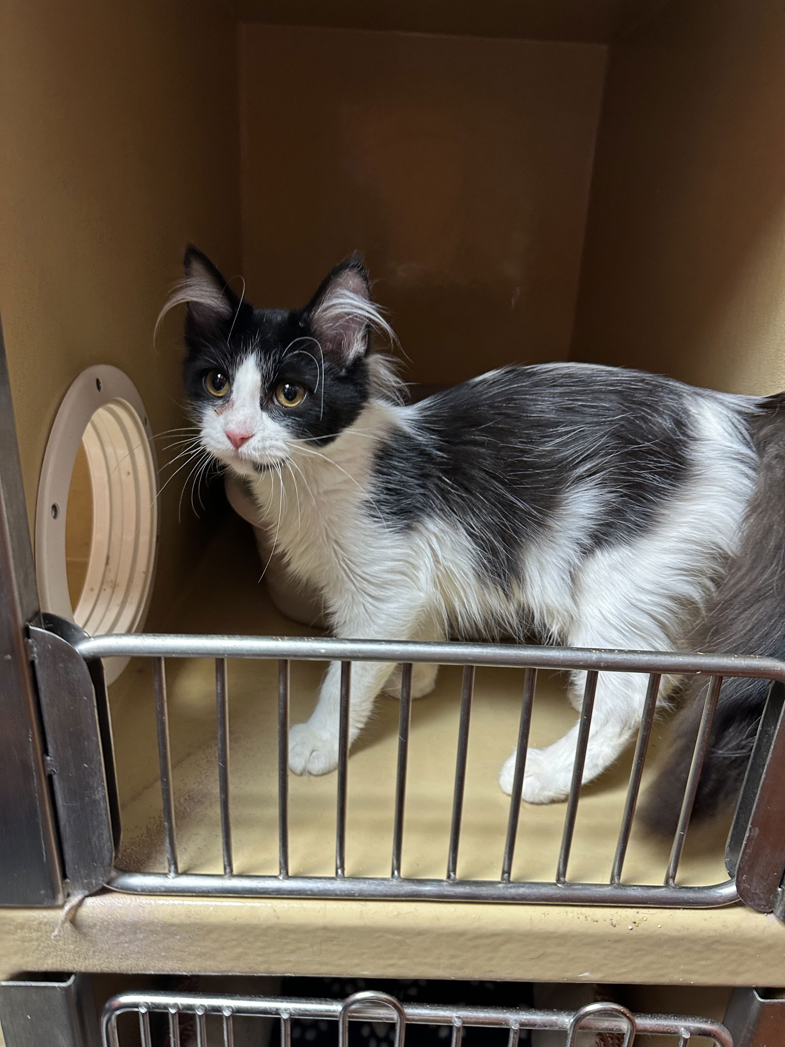 adoptable Cat in Catlin, IL named Flannell