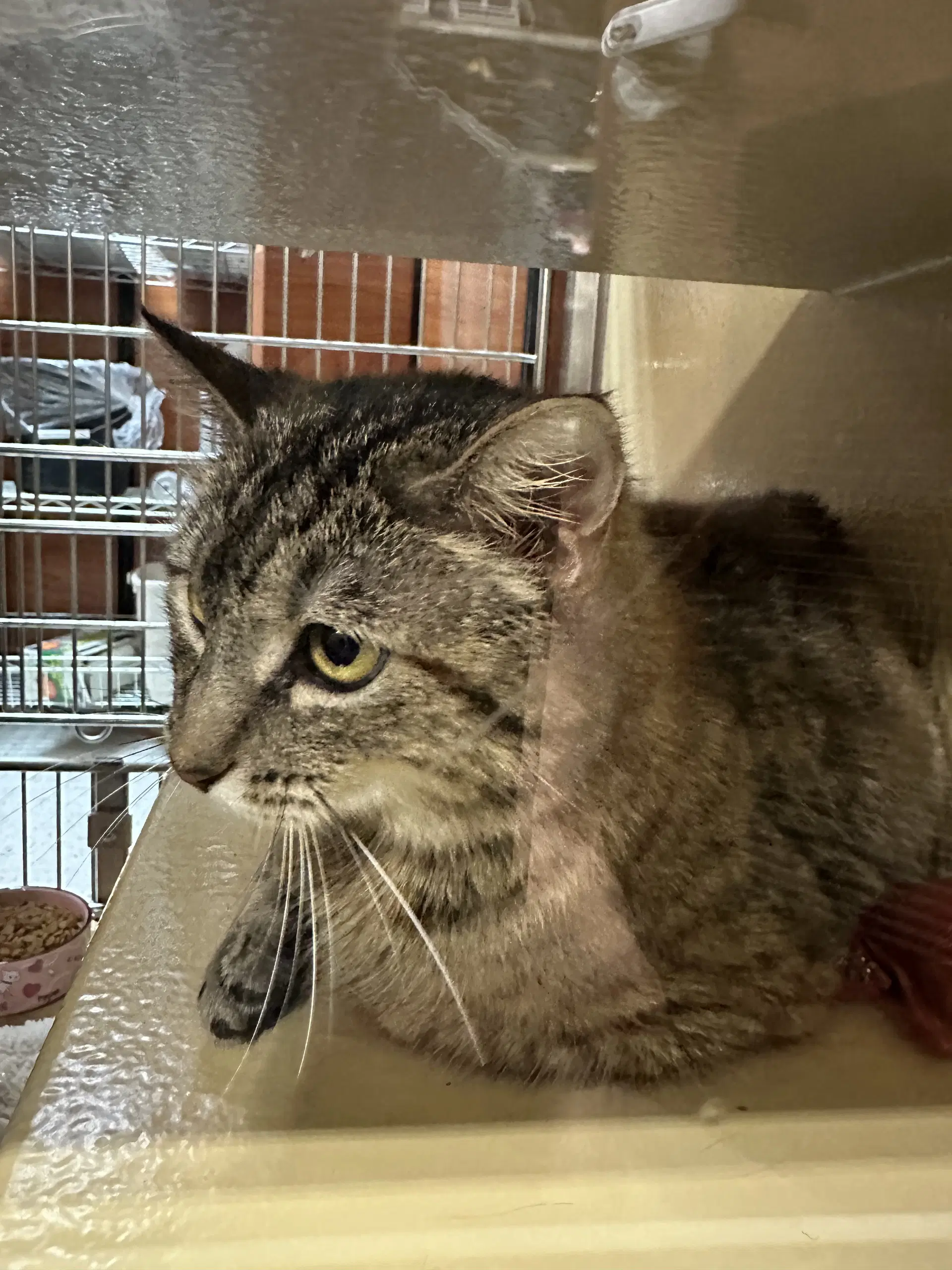 Karsyn - Domestic Short Hair