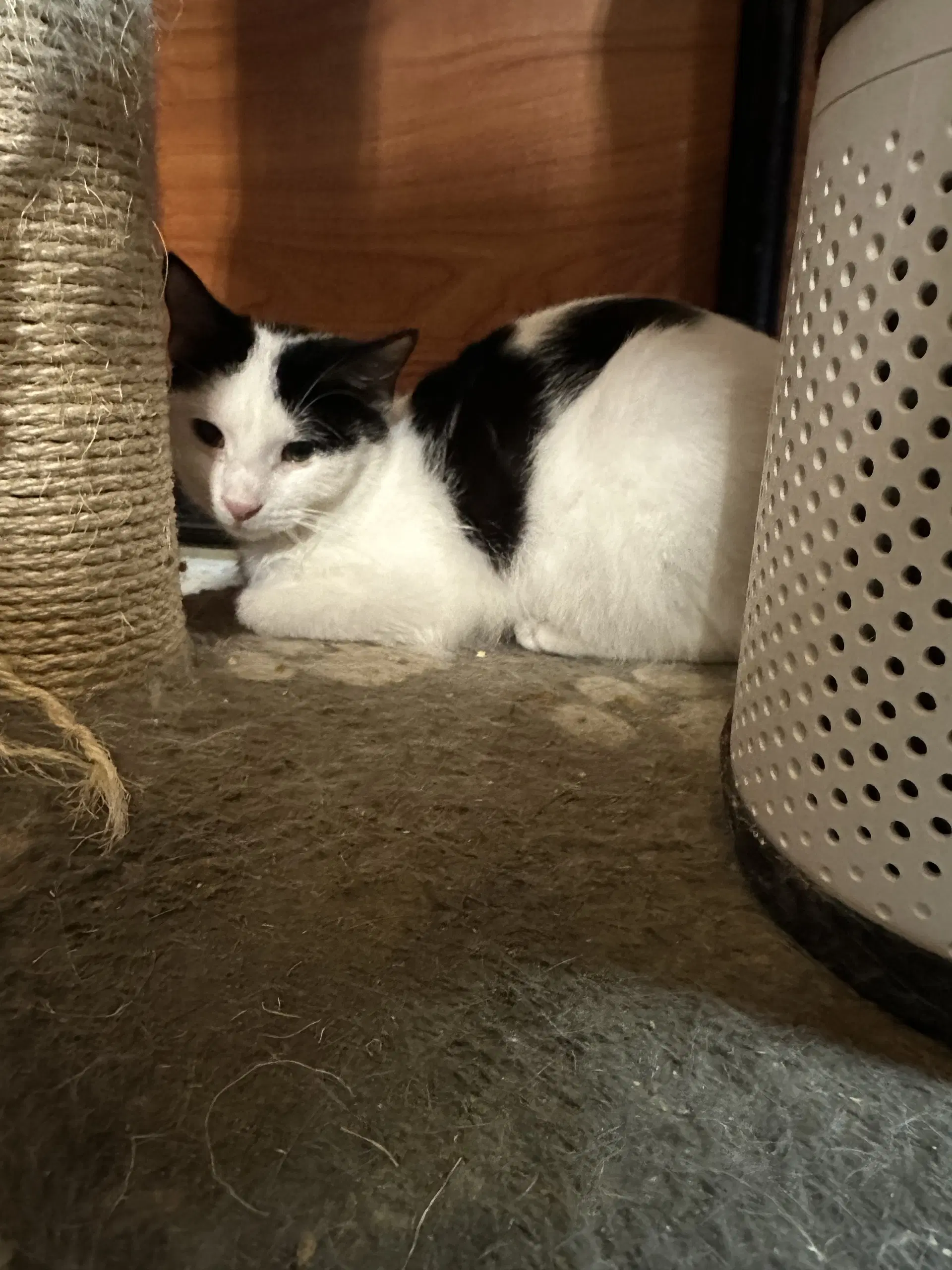 Domino - Domestic Short Hair