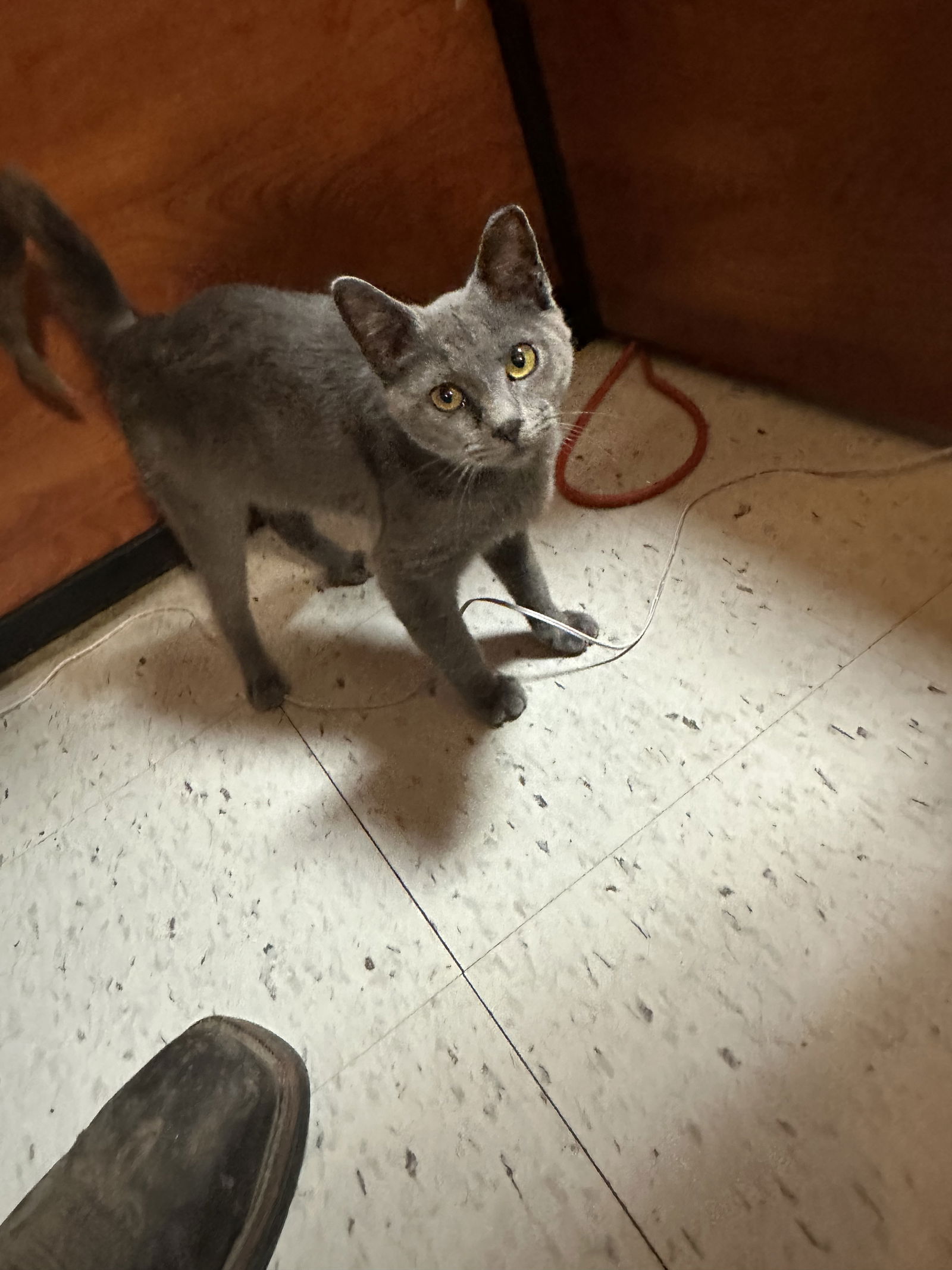 adoptable Cat in Catlin, IL named Duncan