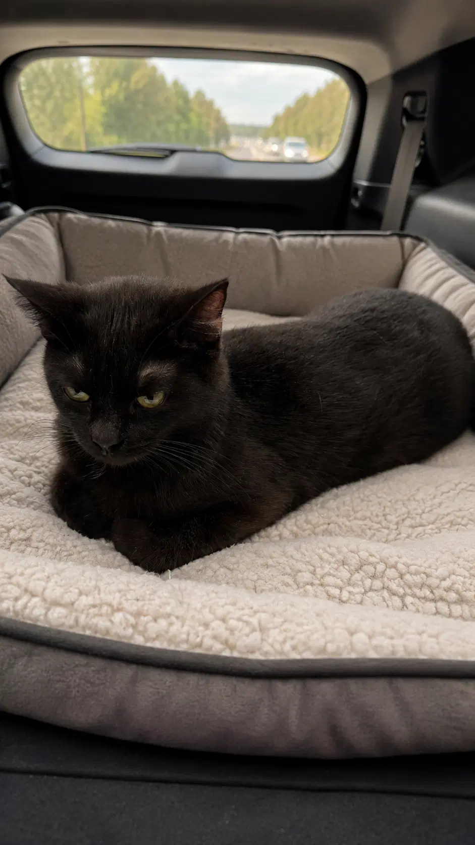 Gumball - Domestic Short Hair