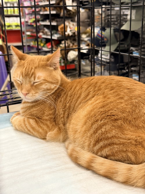 Roller Coaster, an adoptable Tabby in Catlin, IL