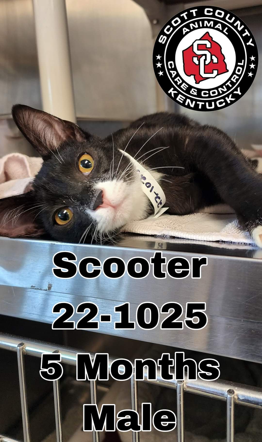 Cats for Adoption in Kentucky Alpha Paw