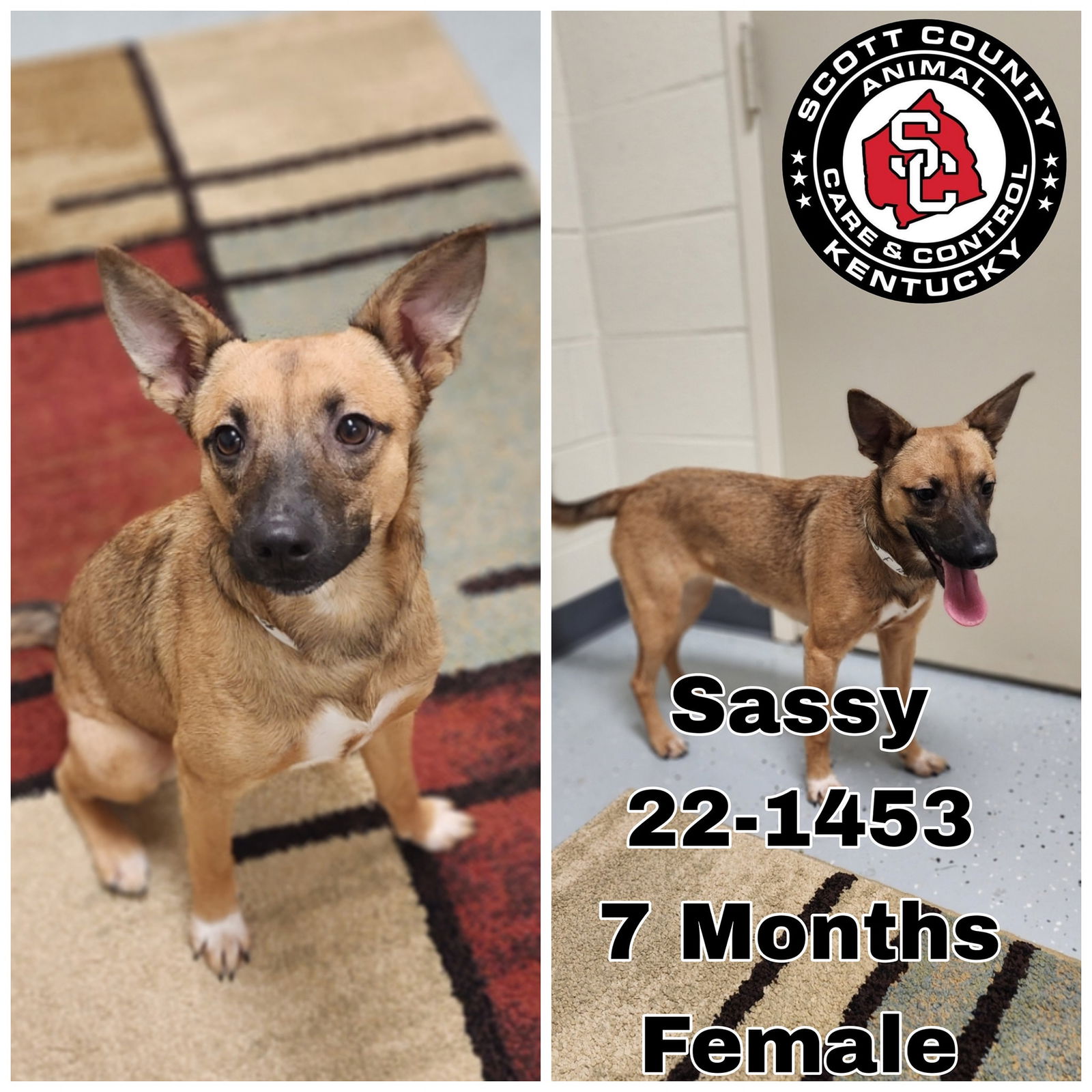 Dog for Adoption - Sassy, a German Shepherd Dog in Henry County, KY ...