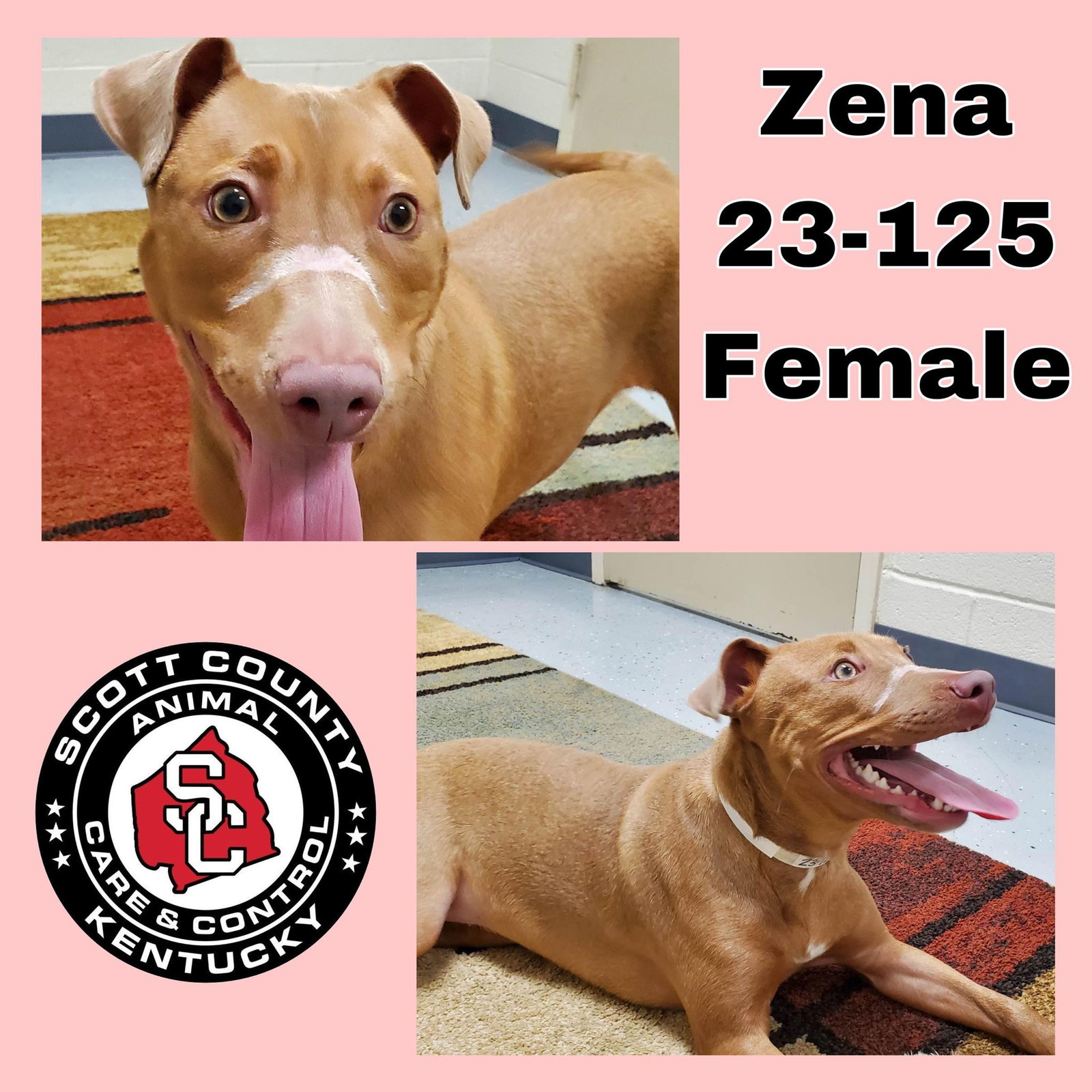 Dog for Adoption Xena, a American Pit Bull Terrier in Verona, KY