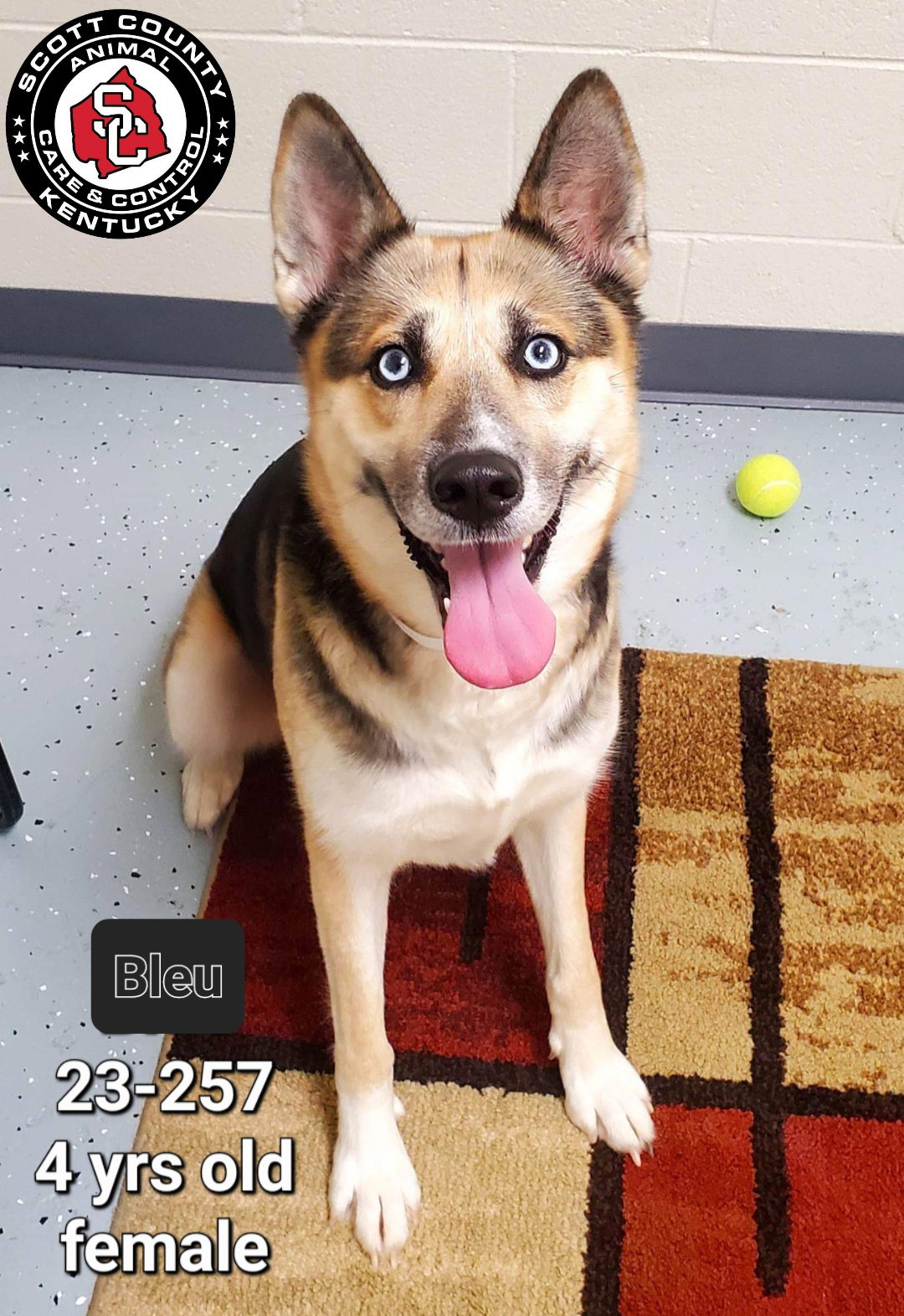 Dog for Adoption Bleu, a Shepherd in Lancaster, KY Alpha Paw