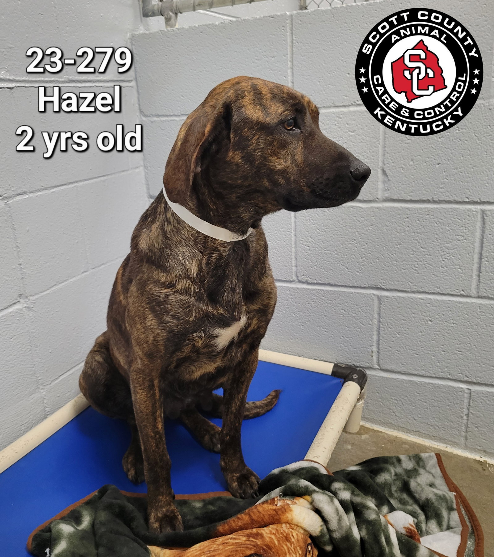 Dog for Adoption Hazel, a Mountain Cur in Paris, KY Alpha Paw