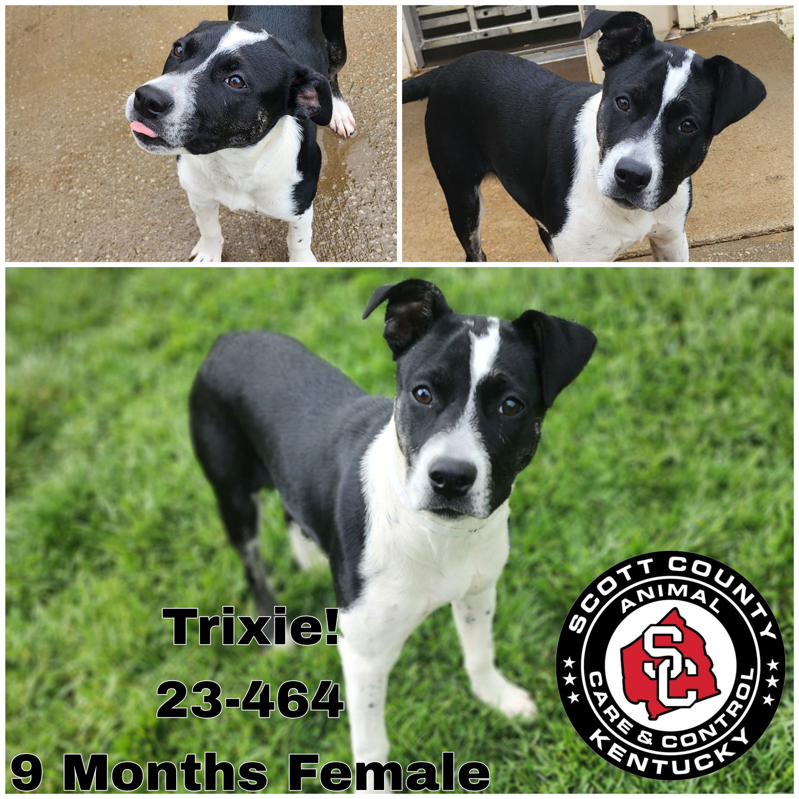 Dog for Adoption - Trixie, a American Staffordshire Terrier in