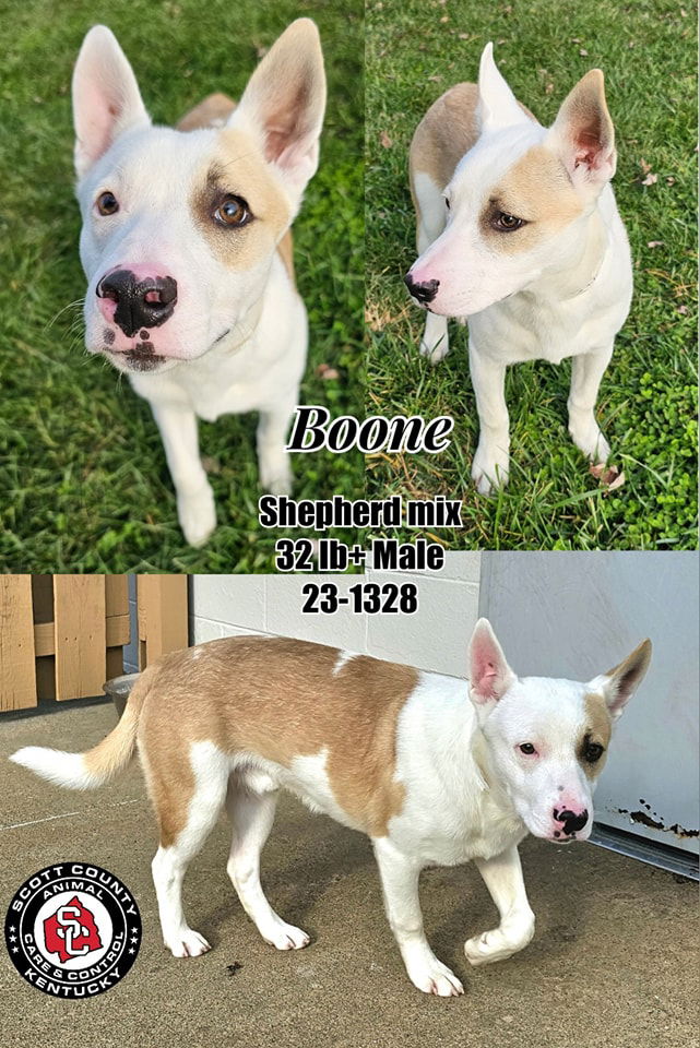 Dog for Adoption - Boone, a Shepherd in Lexington, KY | Alpha Paw