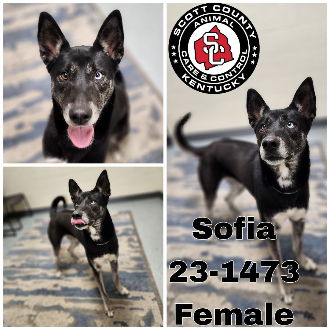 Dog For Adoption - Sofia, A Siberian Husky In Lexington Fayette, Ky 