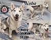 adoptable Dog in georgetown, KY named Koba