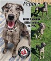 adoptable Dog in georgetown, KY named Pepper