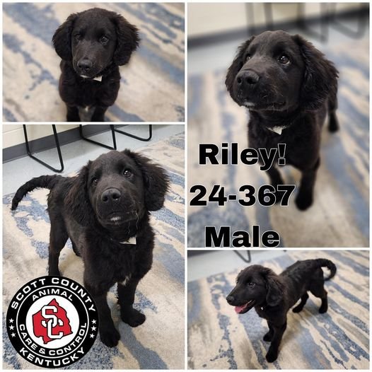 adoptable Dog in Georgetown, KY named Riley