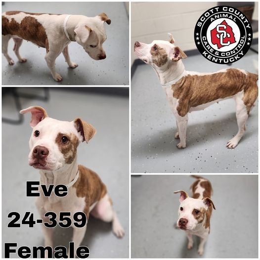 adoptable Dog in Georgetown, KY named Eve