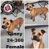 adoptable Dog in georgetown, KY named Ginny
