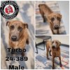 adoptable Dog in , KY named Turbo