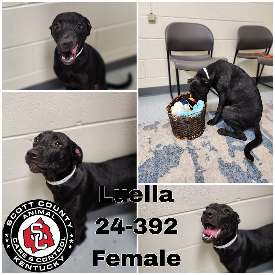 adoptable Dog in Georgetown, KY named Luella