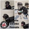 adoptable Dog in georgetown, KY named Luella