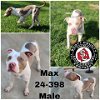 adoptable Dog in  named Max