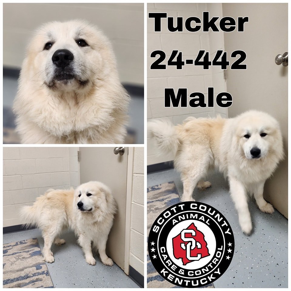 adoptable Dog in Georgetown, KY named Tucker
