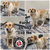 adoptable Dog in georgetown, KY named Faith