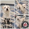 adoptable Dog in , KY named Tex