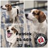 adoptable Dog in  named Patrick