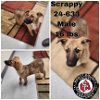 adoptable Dog in , KY named Scrappy