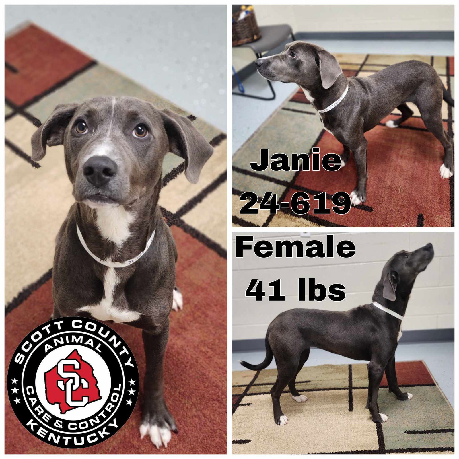 Dog for Adoption - Janie, a Labrador Retriever in Frankfort, KY | Alpha Paw