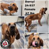 adoptable Dog in Georgetown, KY named Darcy