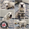 adoptable Dog in Georgetown, KY named Opal