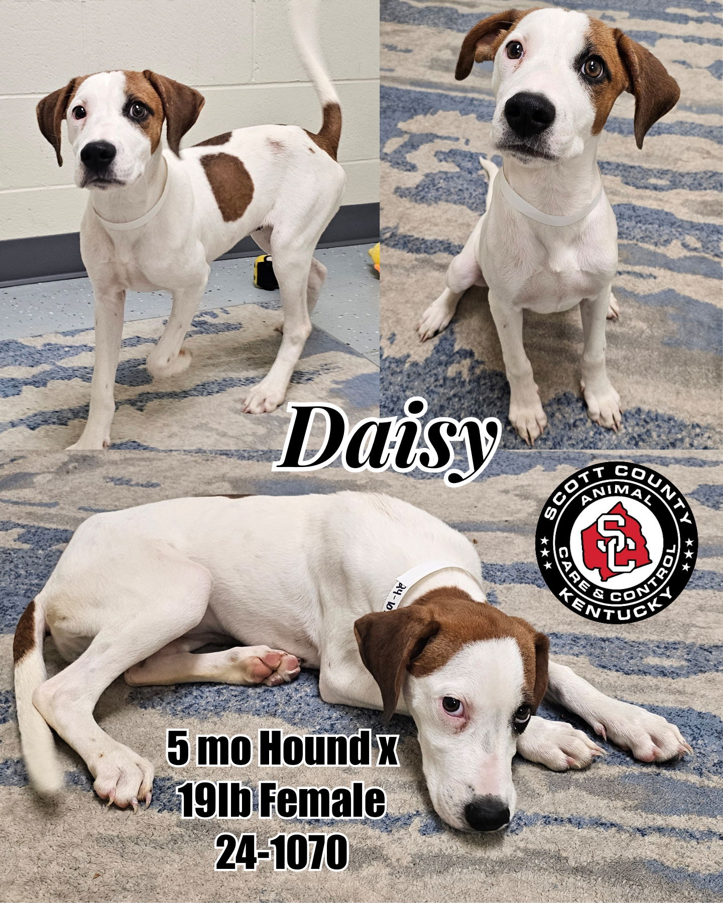 adoptable Dog in Georgetown, KY named Daisy