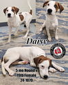 adoptable Dog in  named Daisy