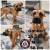 adoptable Dog in  named Goober