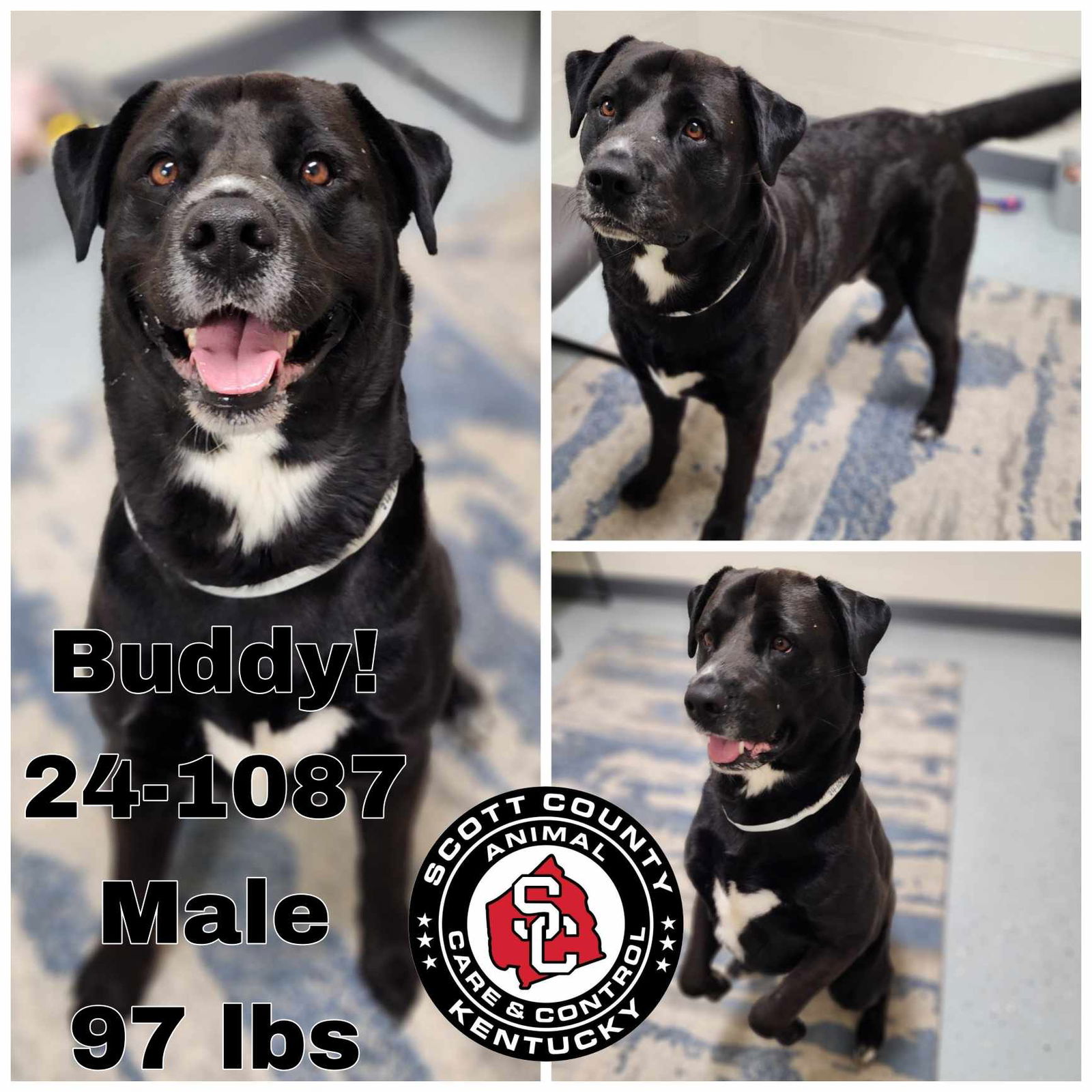 adoptable Dog in Georgetown, KY named Buddy