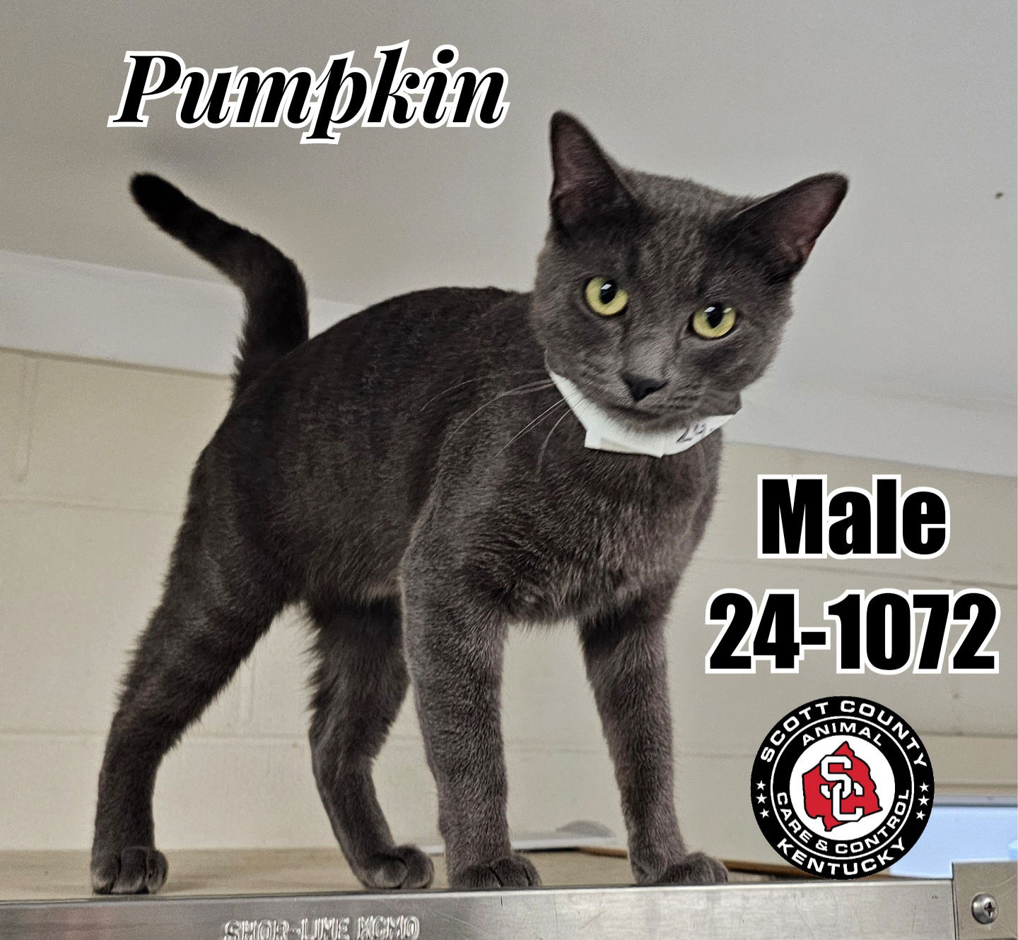 adoptable Cat in Georgetown, KY named Pumpkin