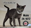 adoptable Cat in , KY named Pumpkin