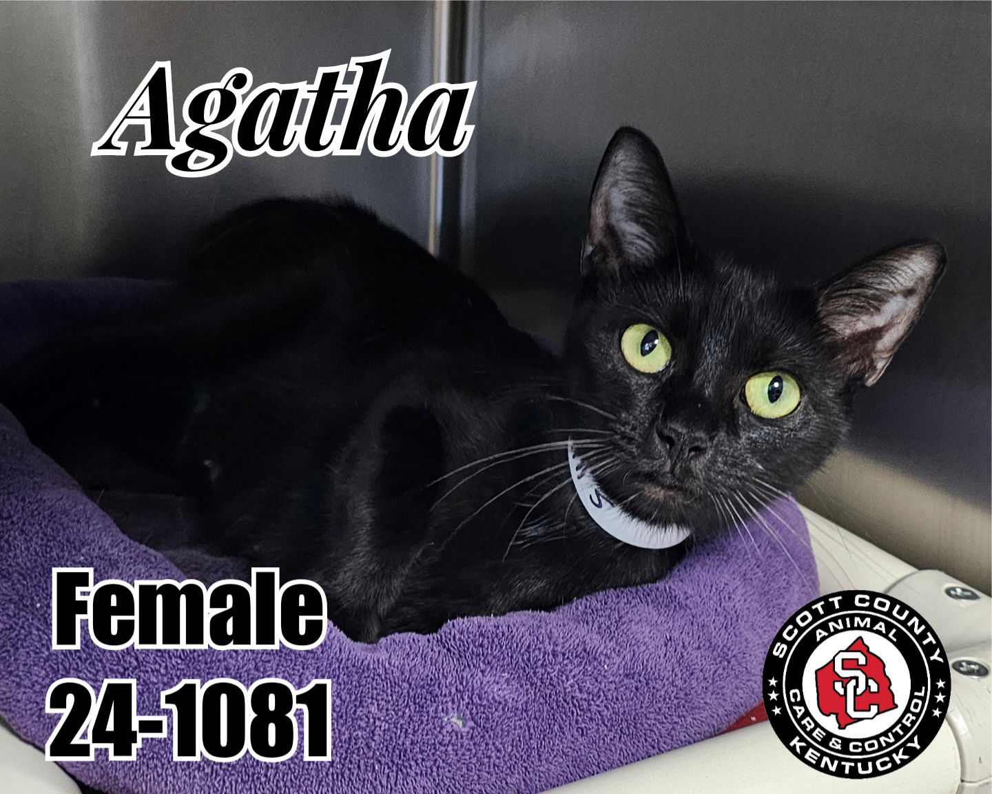 adoptable Cat in Georgetown, KY named Agatha