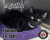 adoptable Cat in , KY named Agatha