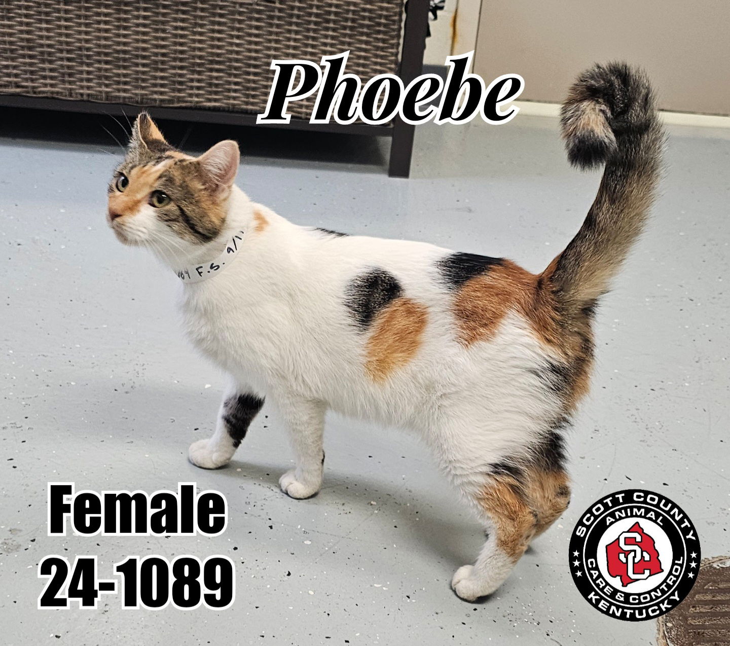 adoptable Cat in Georgetown, KY named Phoebe