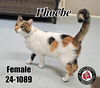 adoptable Cat in , KY named Phoebe