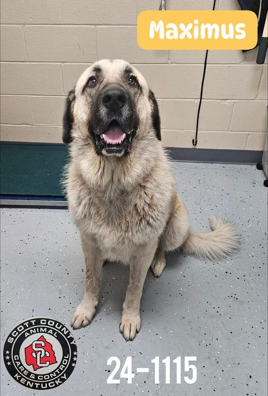 adoptable Dog in Georgetown, KY named Maximus