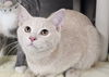 adoptable Cat in , KY named Lesa