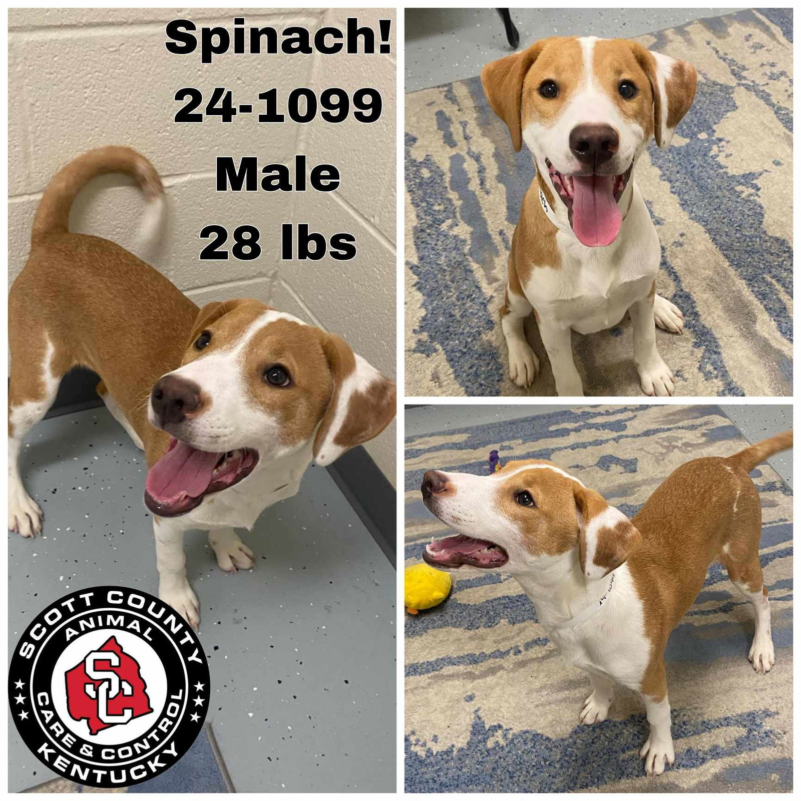 adoptable Dog in Georgetown, KY named Spinach