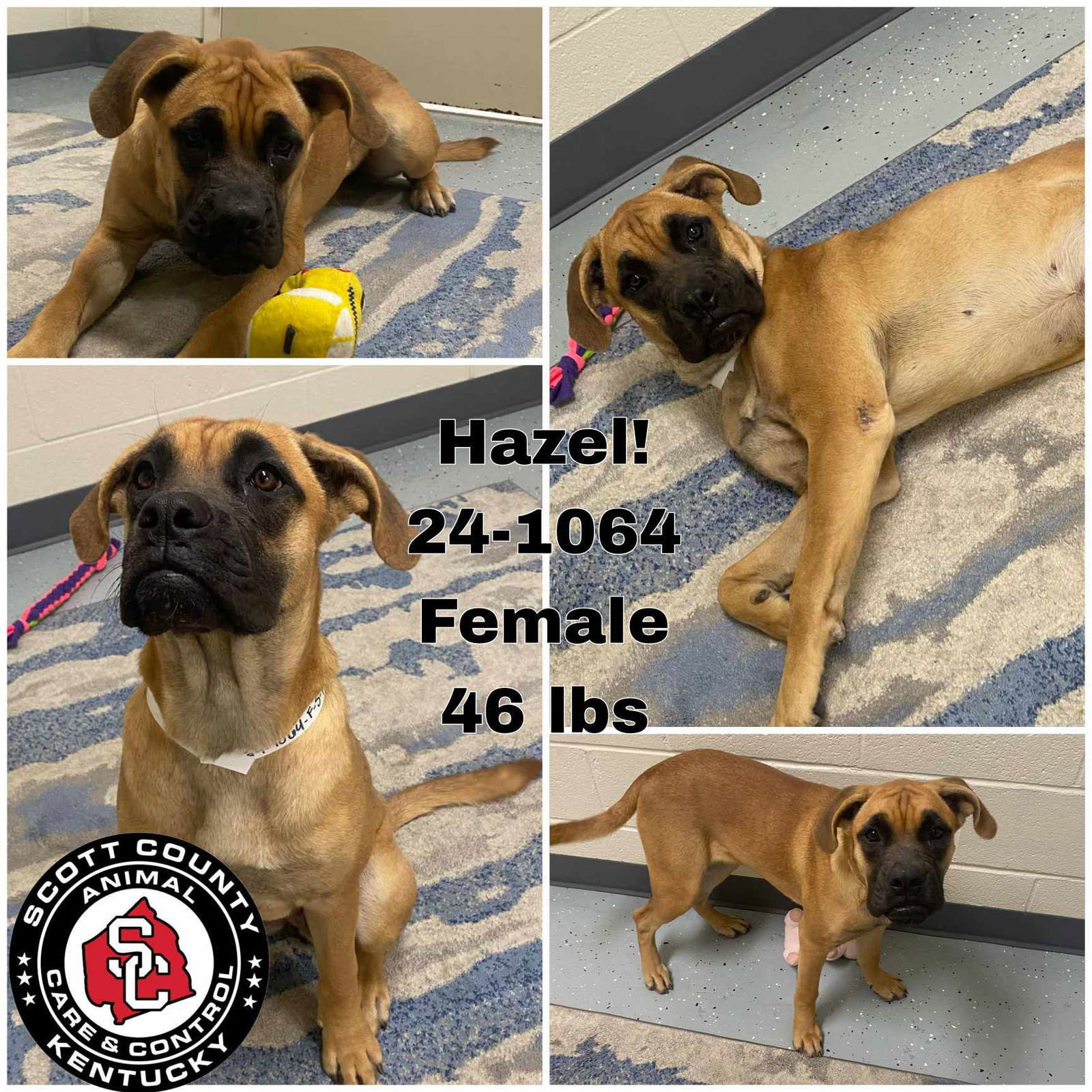 adoptable Dog in Georgetown, KY named Hazel