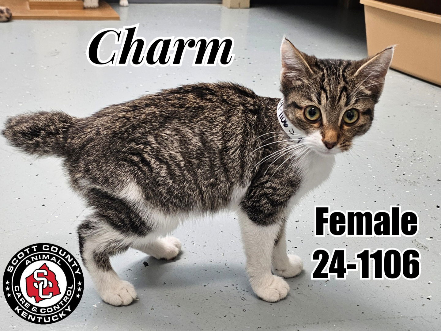 adoptable Cat in Georgetown, KY named Charm