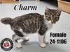 adoptable Cat in , KY named Charm