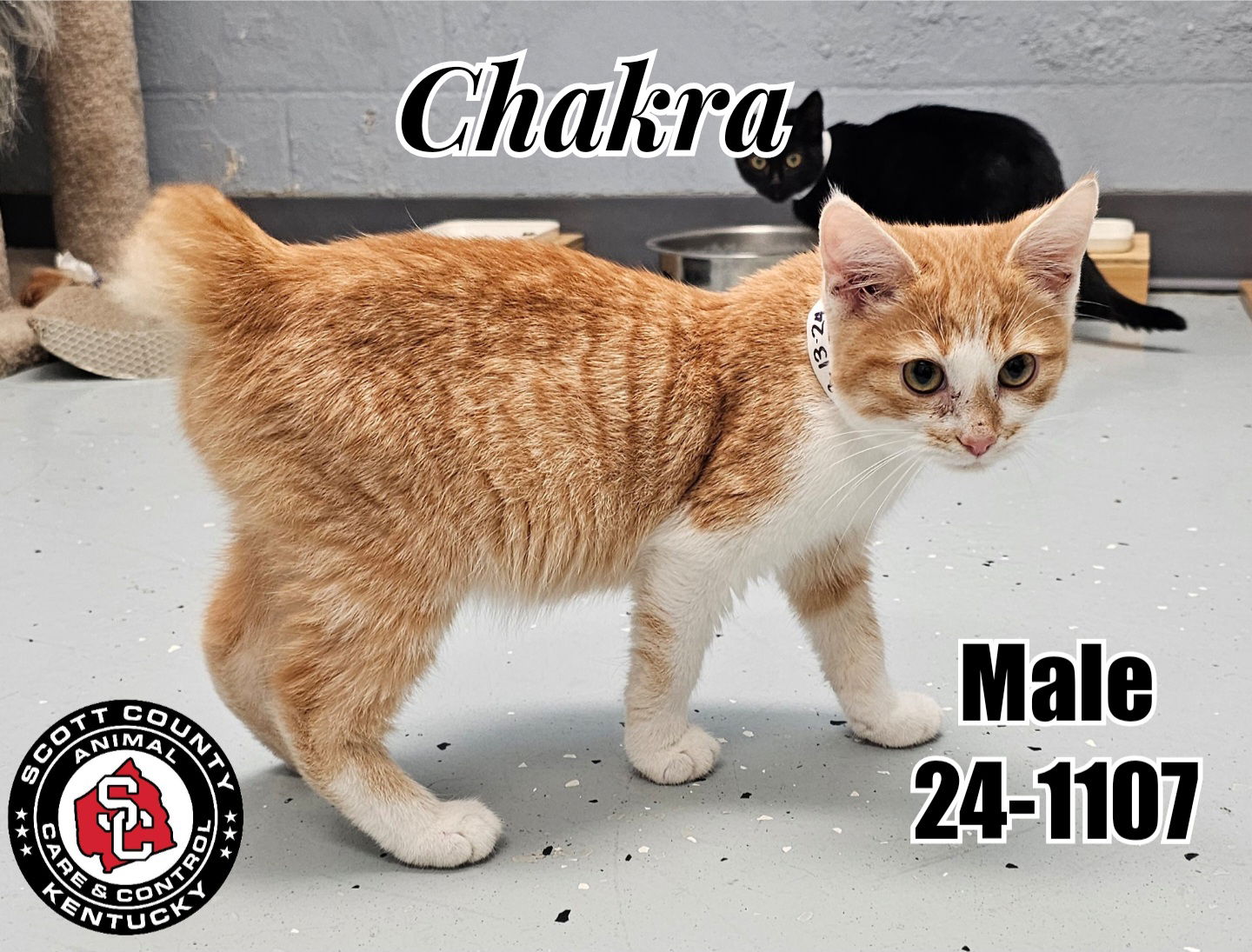 adoptable Cat in Georgetown, KY named Chakra