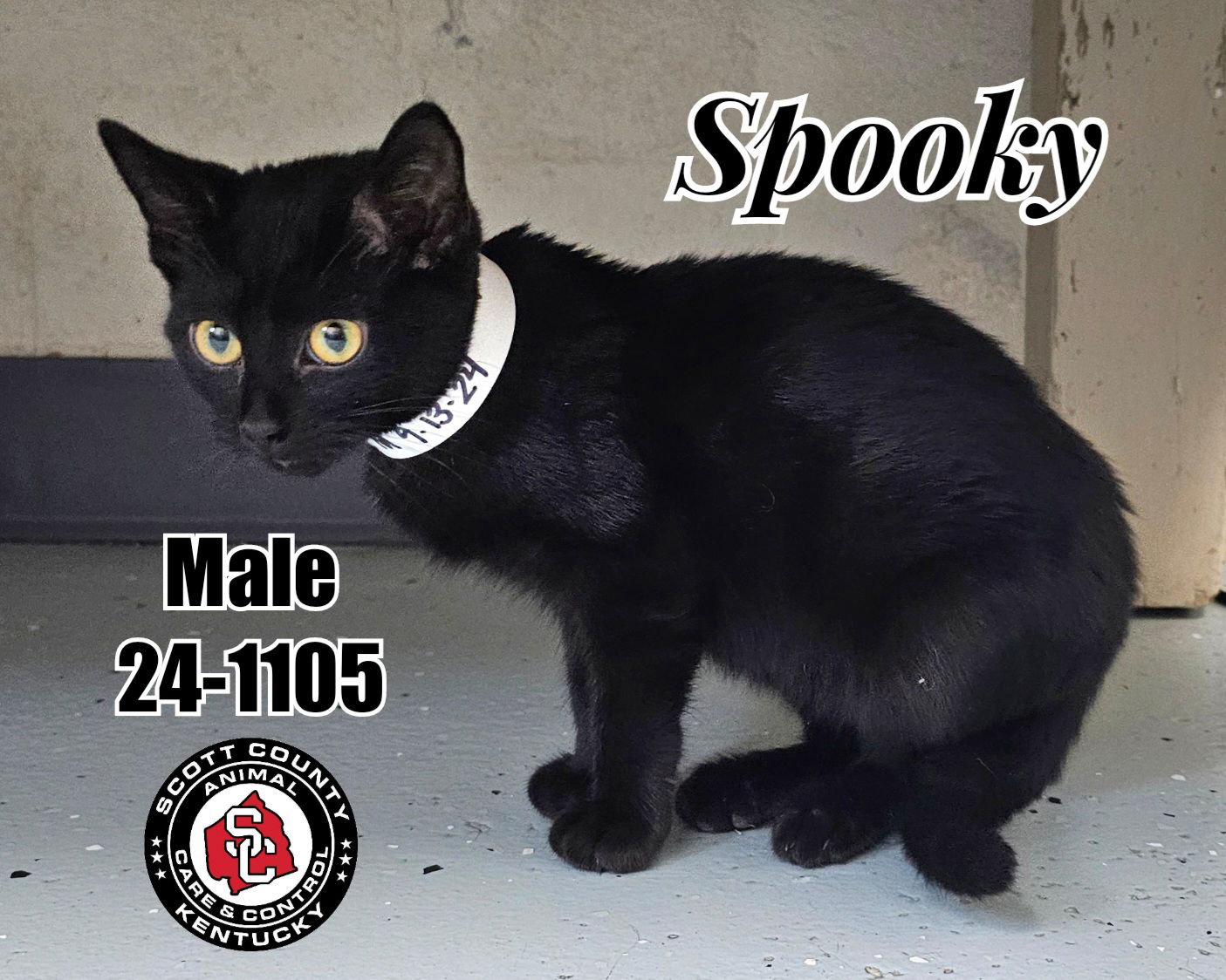 adoptable Cat in Georgetown, KY named Spooky