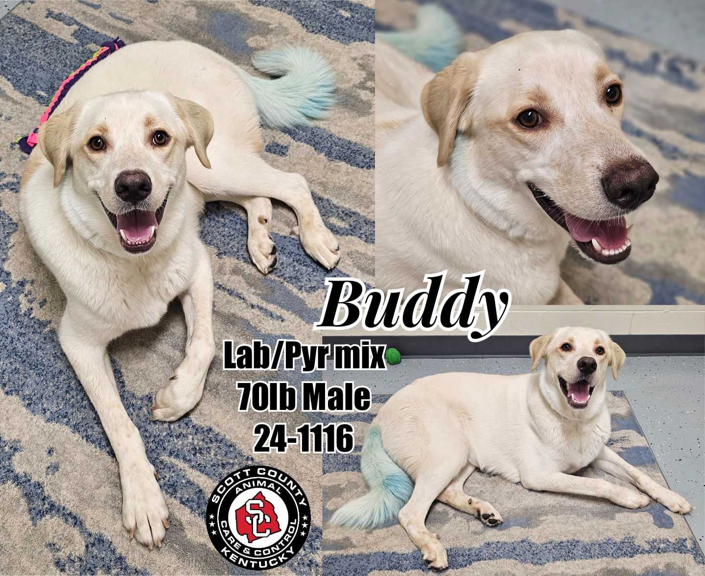 adoptable Dog in Georgetown, KY named Buddy Blue